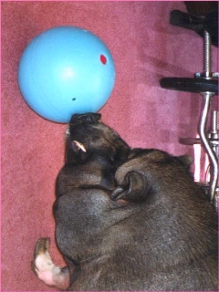 pig with ball on nose