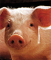 picture of pig